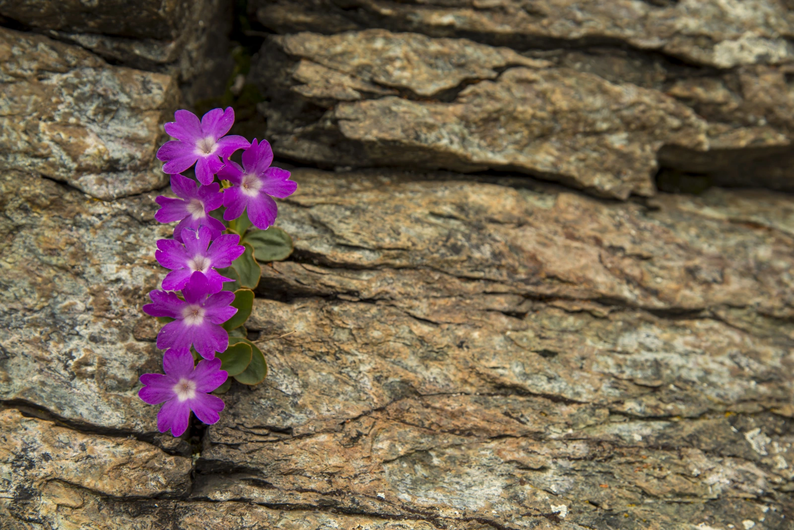By growing in rock wings, the Piedmonts’ primrose can vegetate abrupt rock faces. Ph. Enzo Massa Micon - Archivio PNGP