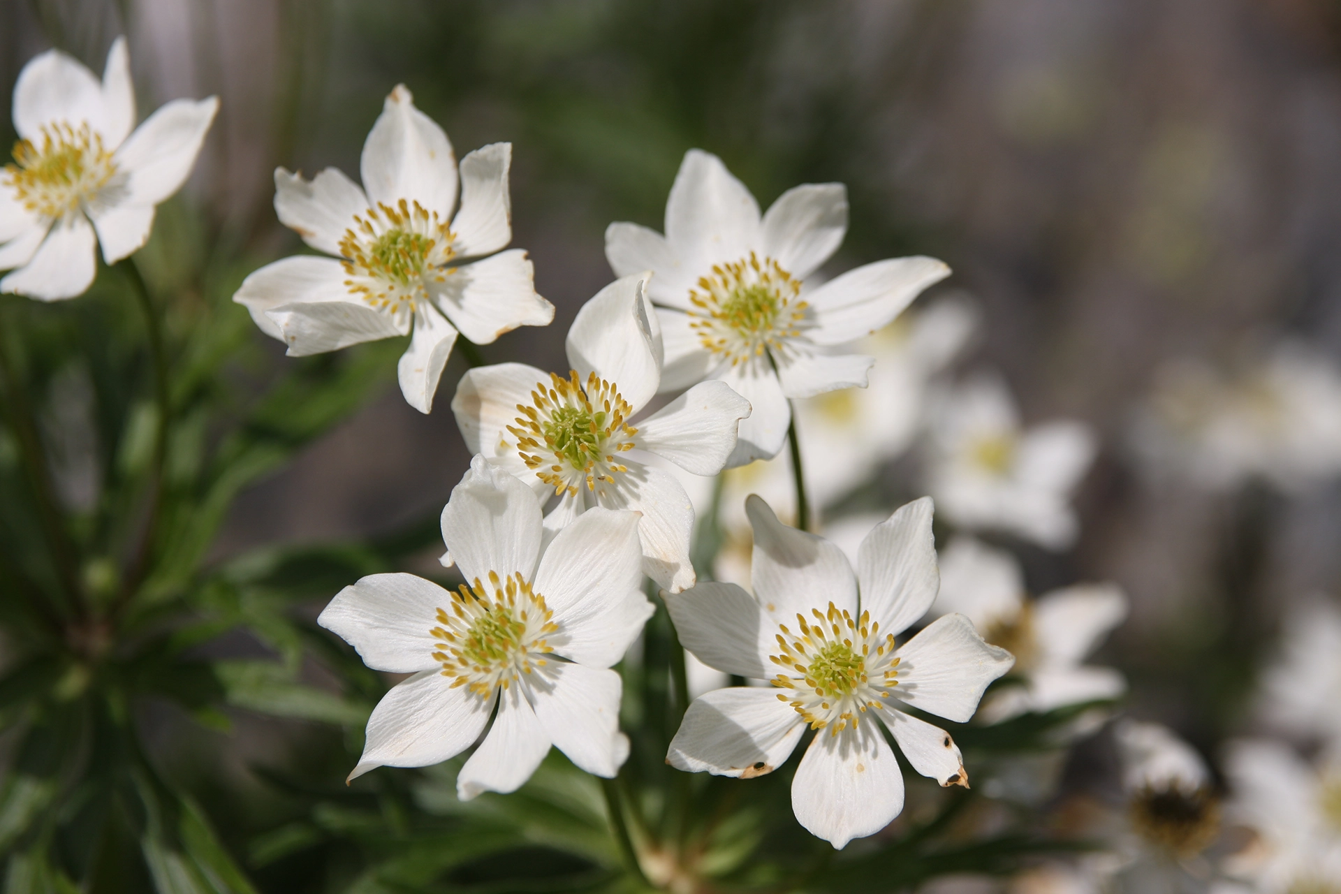 Anemone Narcissiflora