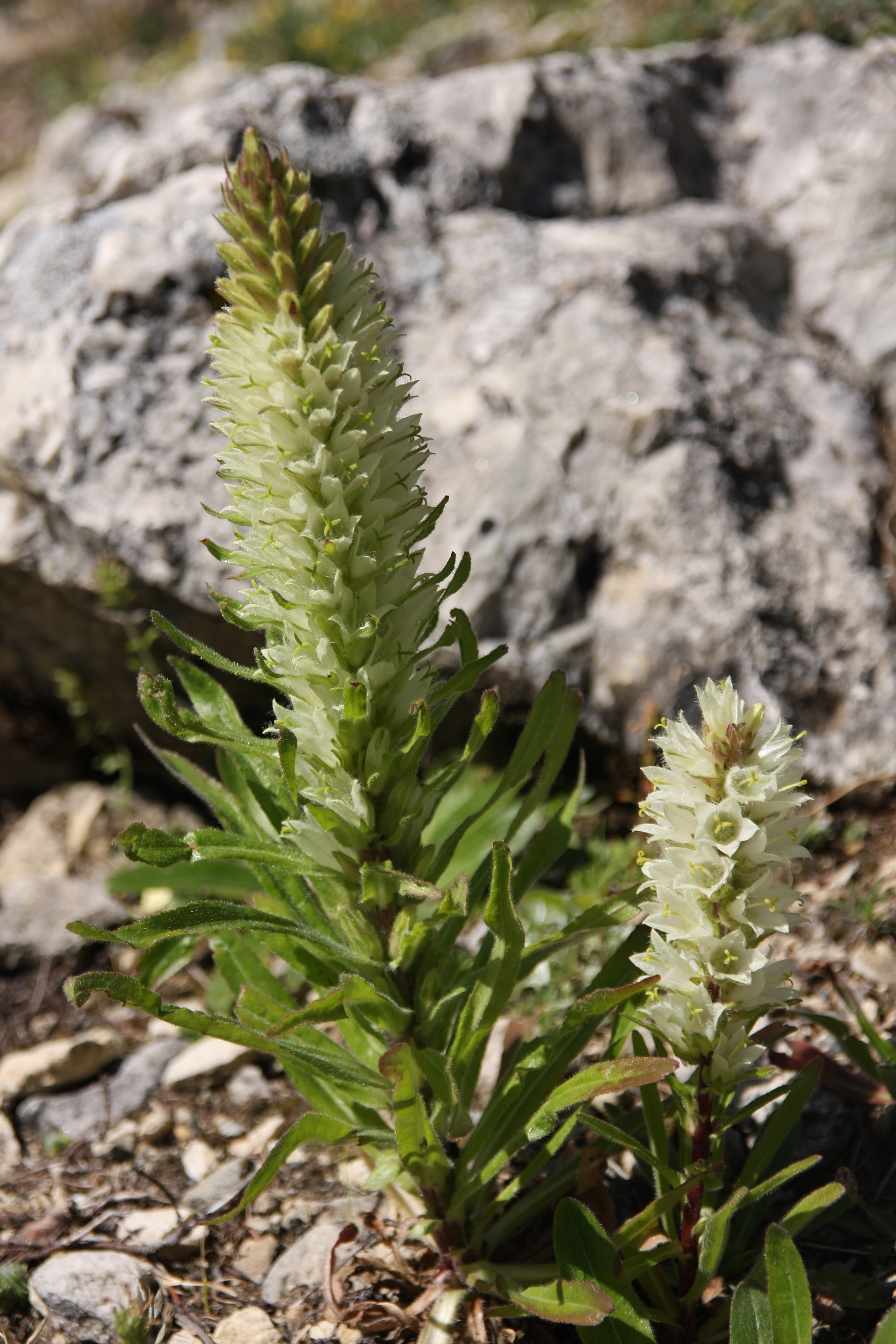 Chenopodium bonus-henricus