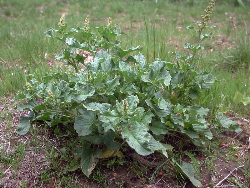 Chenopodium bonus-henricus