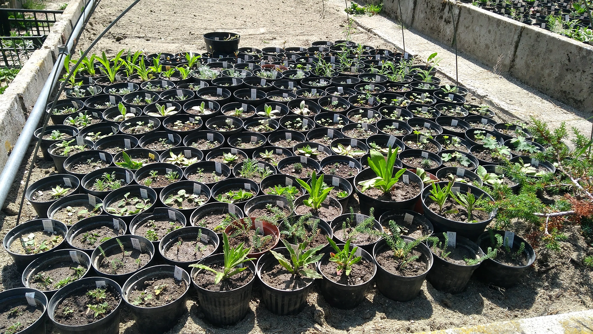 The nursery