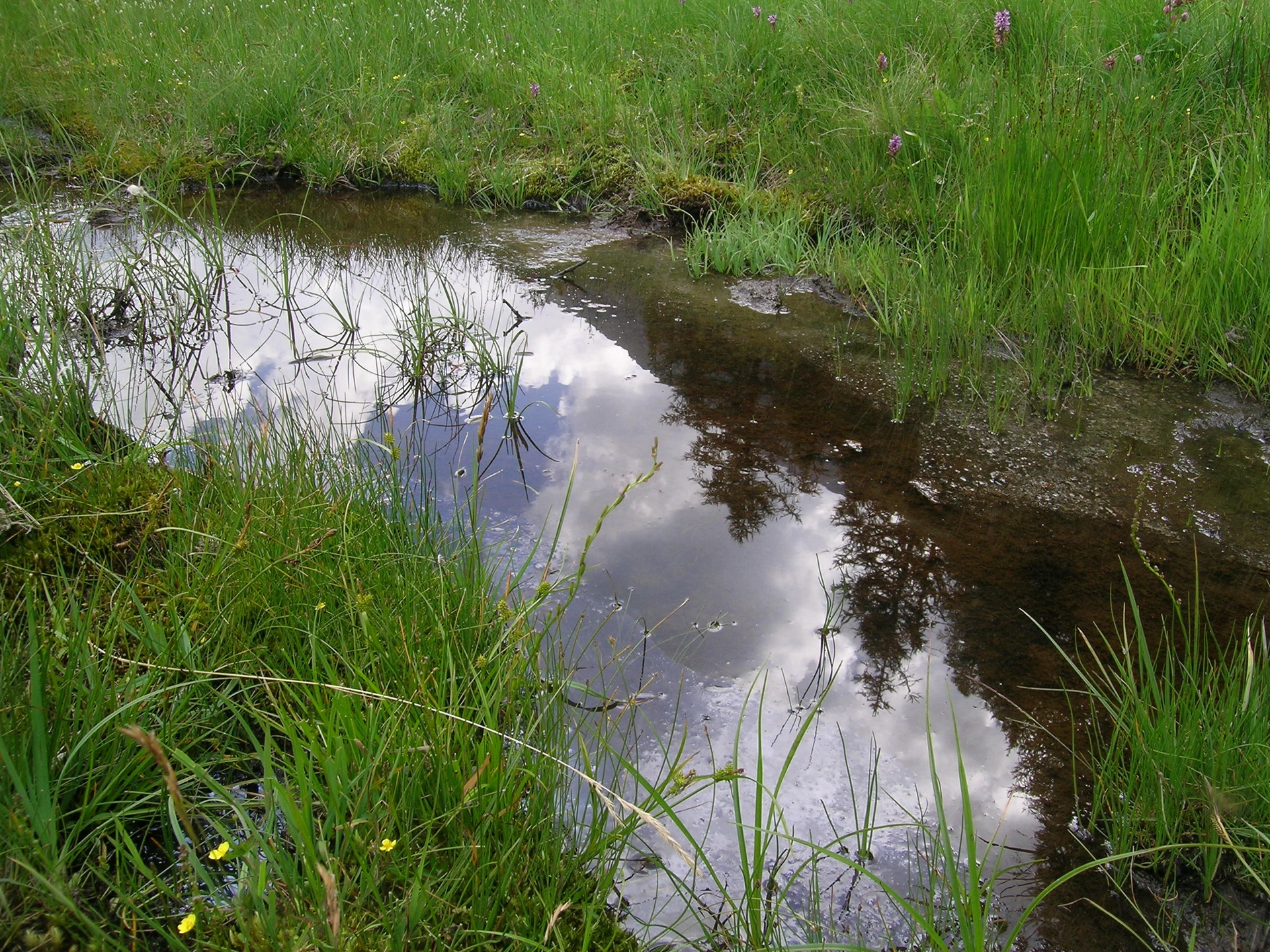 Hygrophilous plantsThese are highly-specialised plants that live along streams and around lakes, in marshes and peat bogs and on water-logged soils that generally have fairly inconspicuous yellowish-brown inflorescences: they are sedges and reeds.