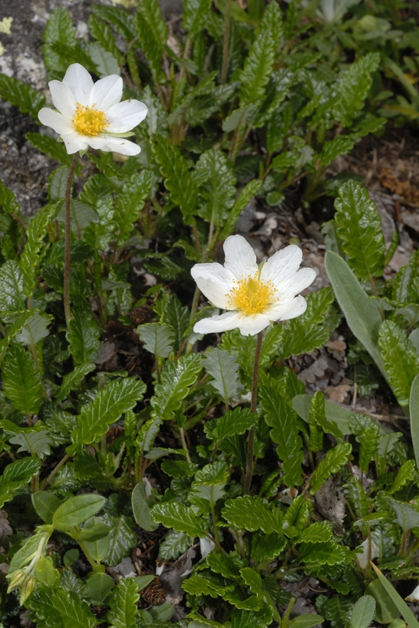 Eight-Petal Mountain Avens (Dryas octopetala)This is a calciphile species that grows exclusively on calcium-rich soils (limestone debris and calcareous schist).