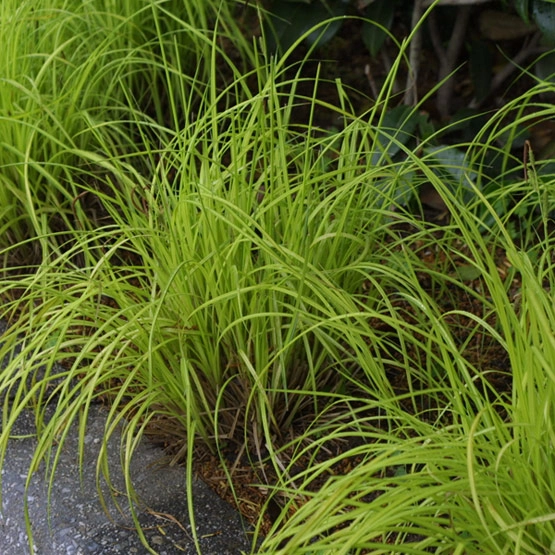 Tufted Sedge (Carex elata)This is a hygrophilous species that forms thick tufts that are up to 100 cm tall, from which inflorescences emerge; these are long green spikes with blackish-brown scales.