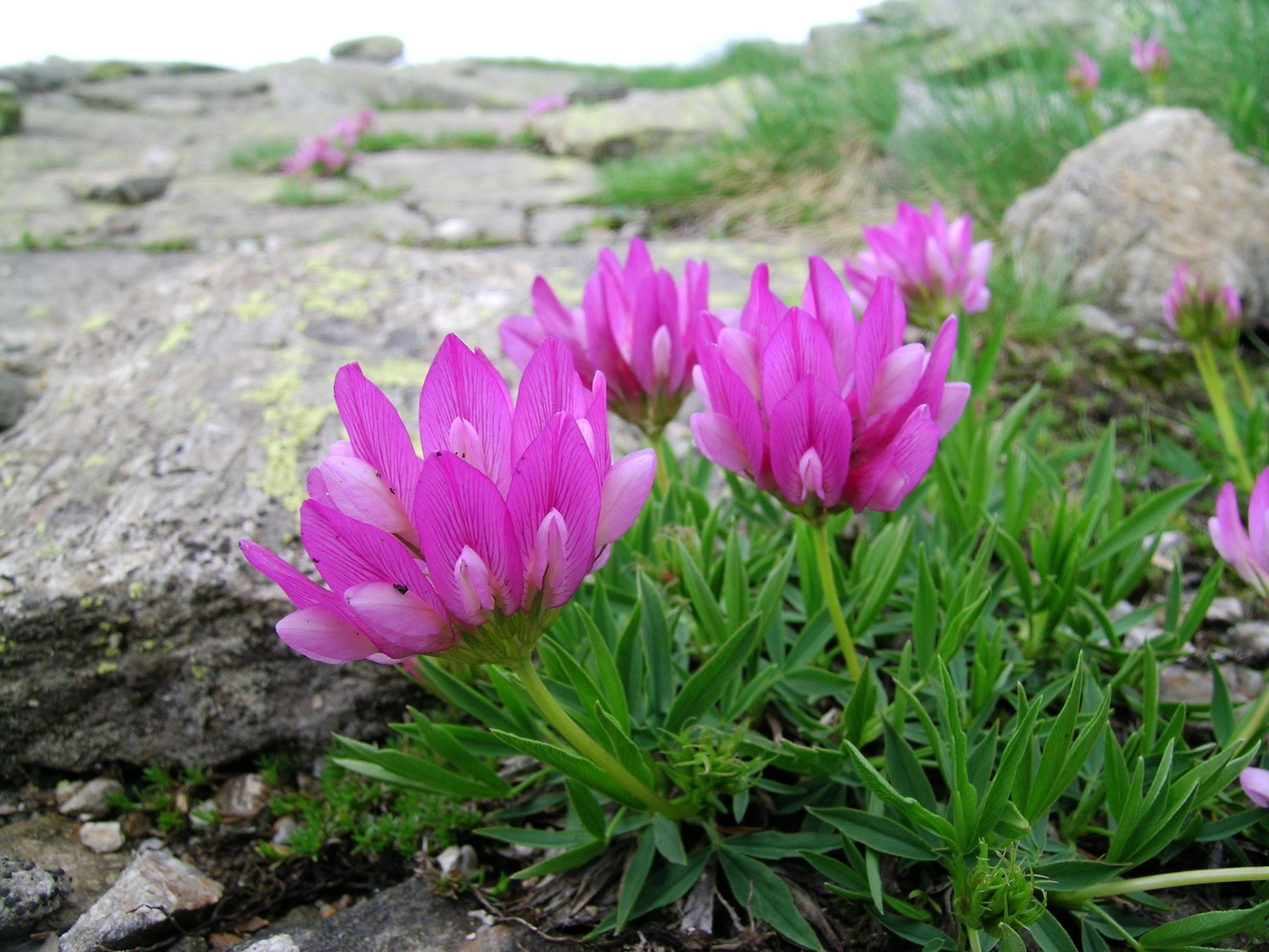 Alpine Clover (Trifolium alpinum)This is a calcifuge species that grows on high-altitude meadows on calcium-poor soils; it is a very appealing to livestock because of its excellent forage properties.