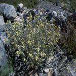 Photo Maurizio Broglio - Artemisia umbelliformis